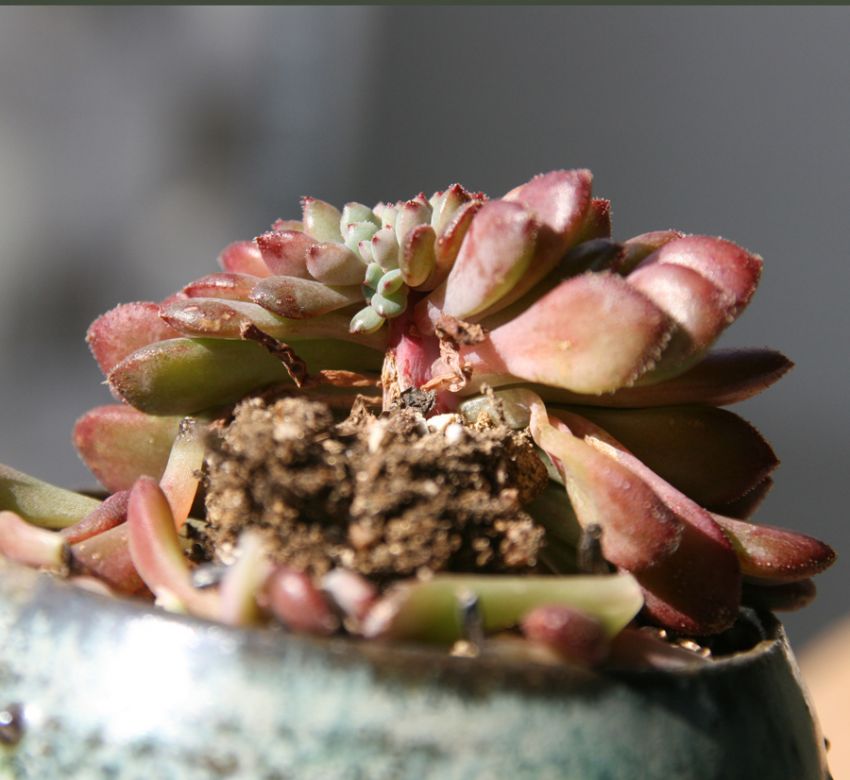 반대쪽 이예요.