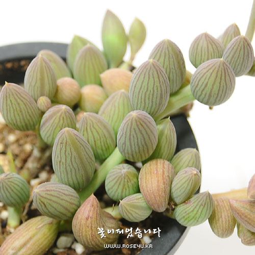 경동자