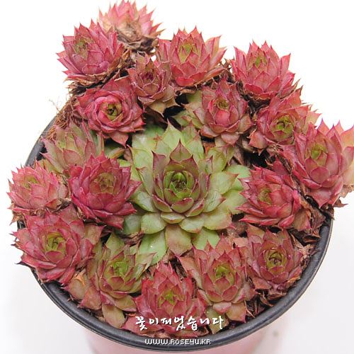 호랑이발톱