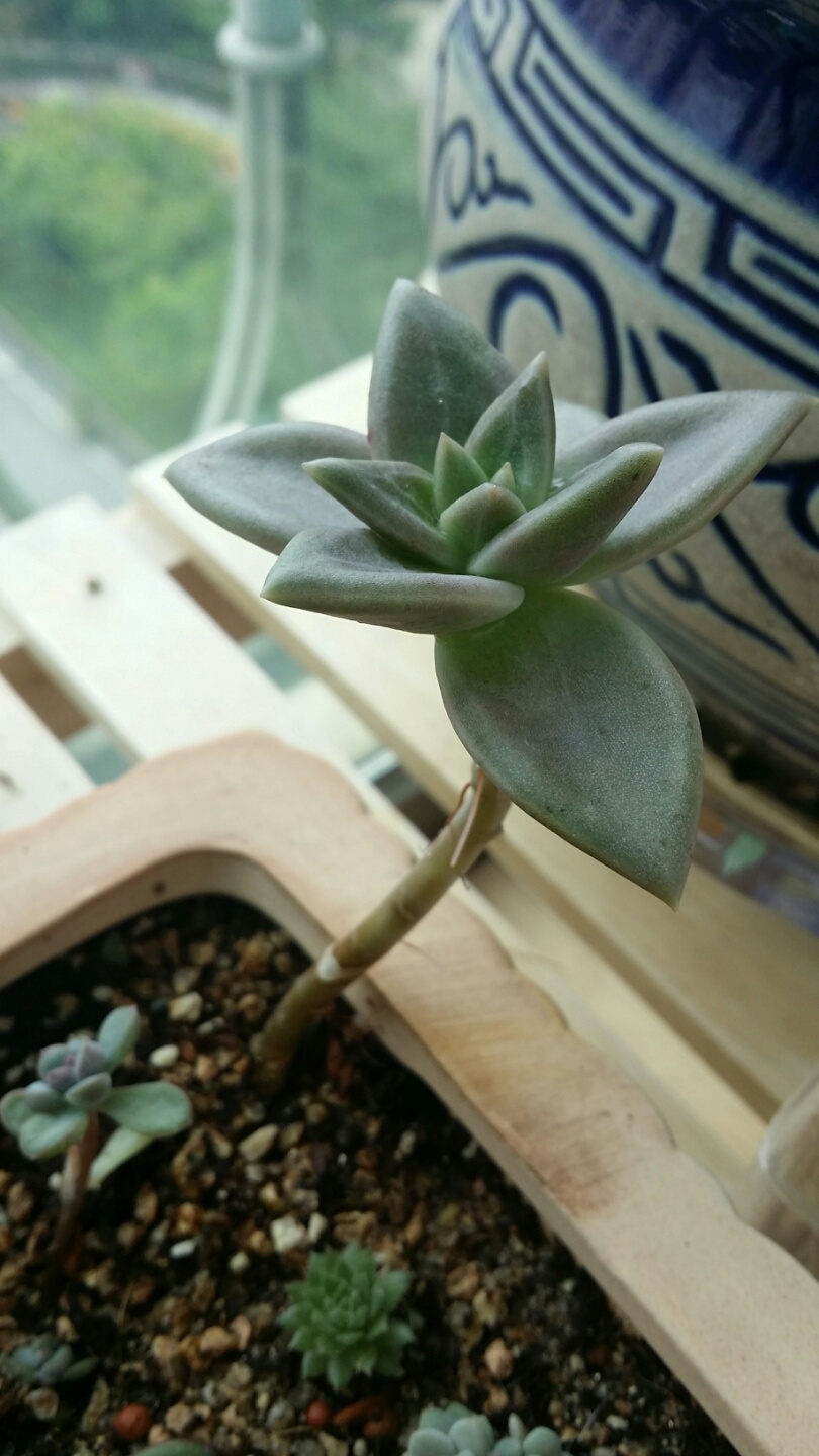 요것도 연봉 같아 보이는데 다른아이 입니다~!