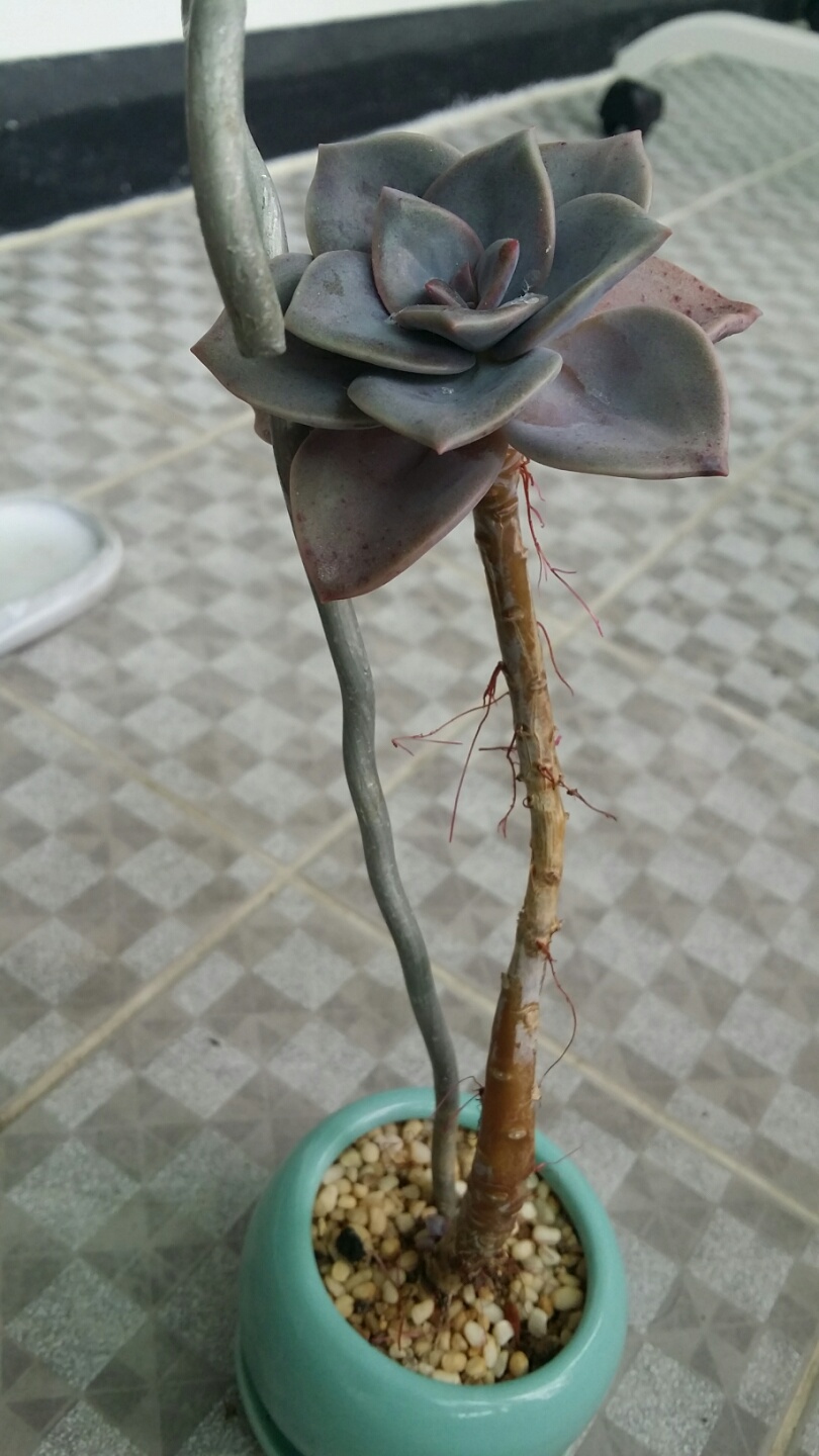 --------------------------------연봉 윗모습입니다------------------------------