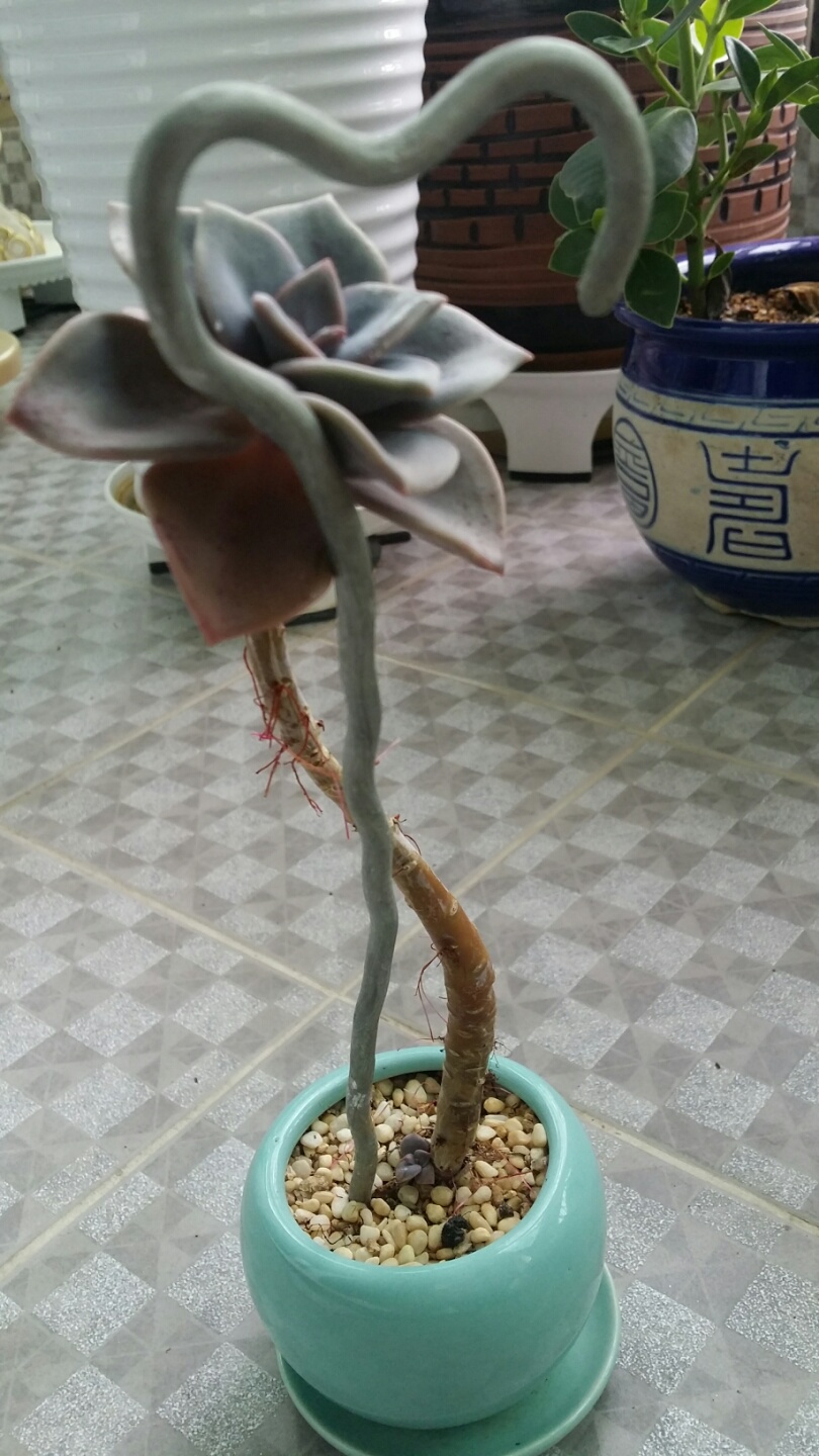 연봉 옆모습