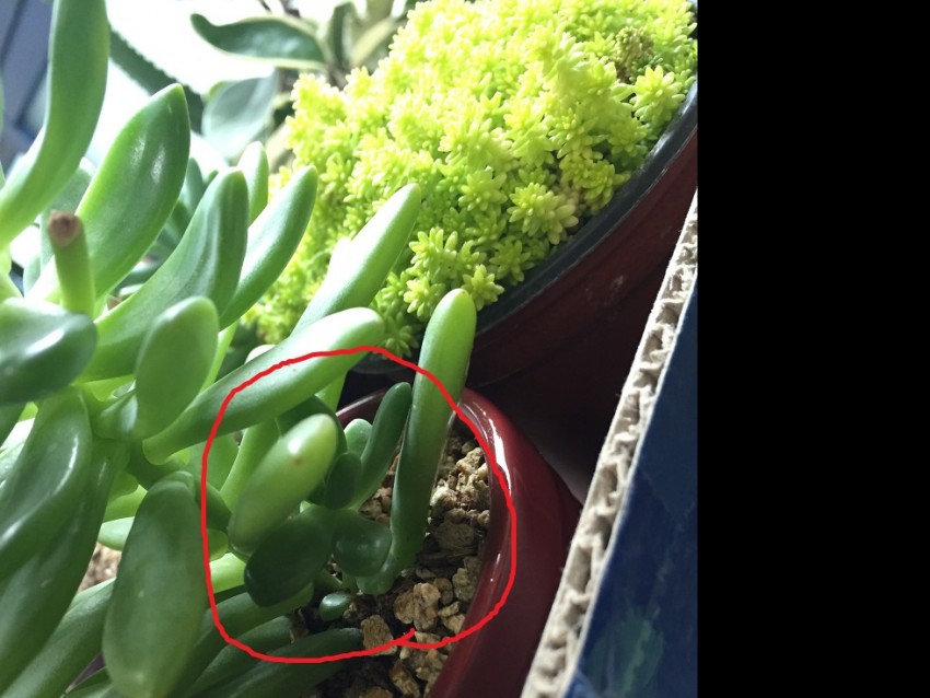 새끼?? 곁가지?