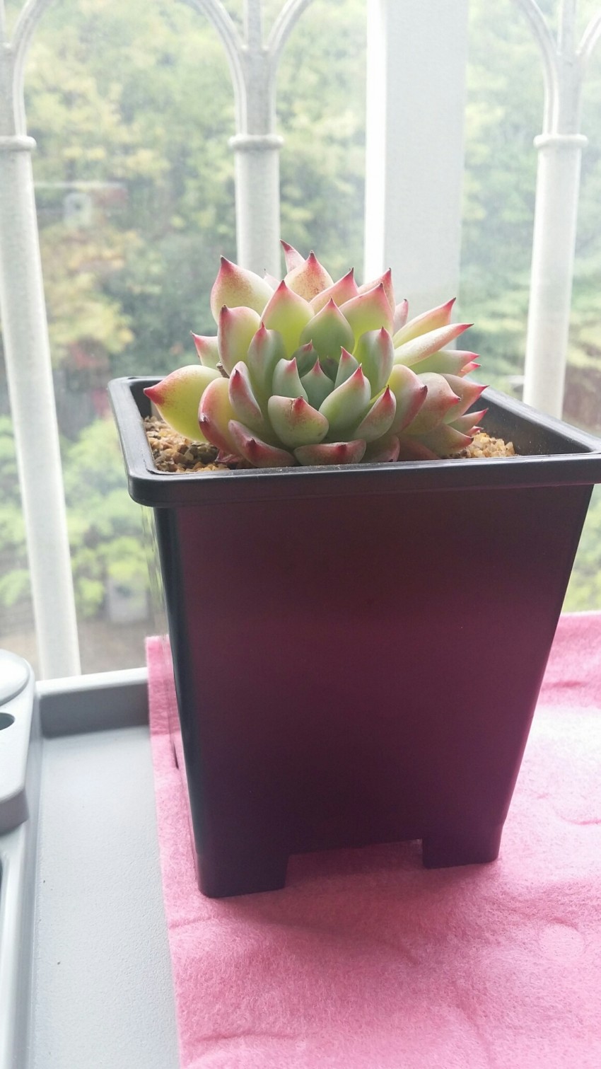 도태랑4
