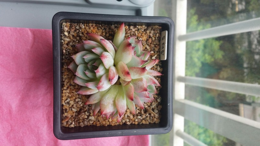 도태랑3