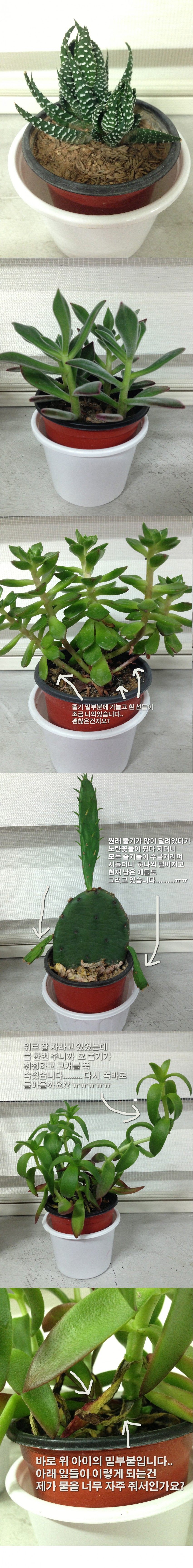 애기들