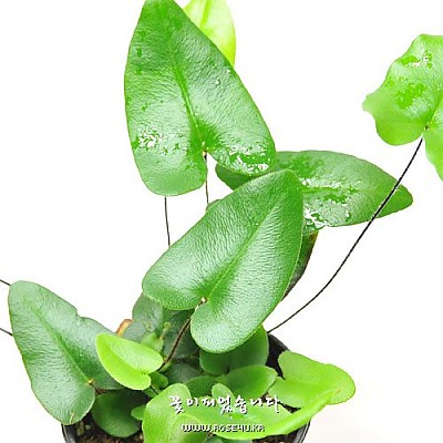 하트폰(Heart Fern)