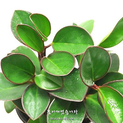 홍페페