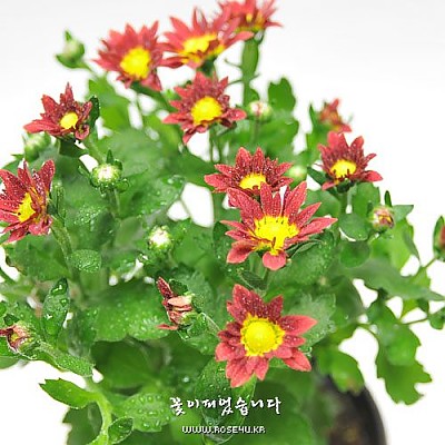 소국