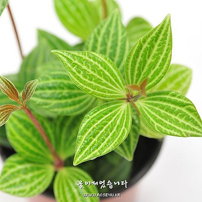 줄리아 페페
