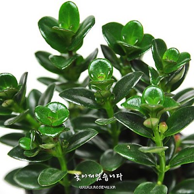 네마탄서스(복어꽃)-왁스