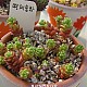 http://www.rose4u.kr/@/data/item/1139379356/thumb-1139379356_l1_80x80.jpg