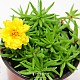 http://www.rose4u.kr/@/data/item/1139380222/thumb-1139380222_l1_80x80.jpg
