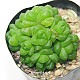 http://www.rose4u.kr/@/data/item/1139382295/thumb-1139382295_l1_80x80.jpg