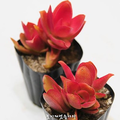 ★소품★불꽃(화제火祭 Crassula americana Flame)