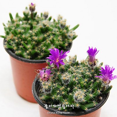 덴섬(﻿Trichodiadema densum Schwantes)