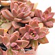 http://www.rose4u.kr/@/data/item/1139382807/thumb-1139382807_l1_80x80.jpg