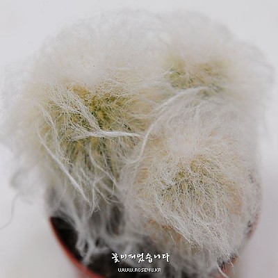 노락 군생(老樂-Espostoa lanata)