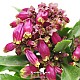 http://www.rose4u.kr/@/data/item/1141139969/thumb-1141139969_l1_80x80.jpg