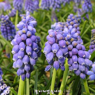 무스카리(구근)