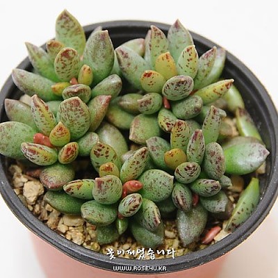 천금성(天錦星/송충-Adromischus Hemisphaericus)
