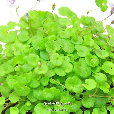 애기누운주름