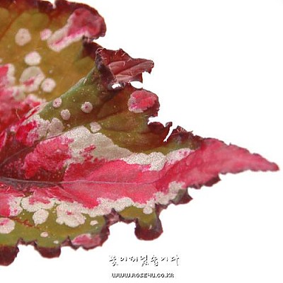 렉스베고니아