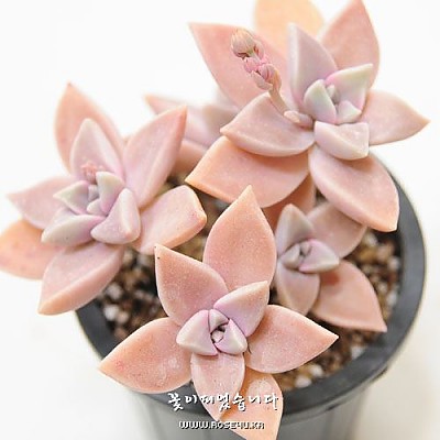 ☆Sale☆용월(龍月-Graptopetalum Paraguayense)