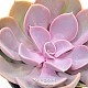 http://www.rose4u.kr/@/data/item/1179667781/thumb-1179667781_l1_80x80.jpg