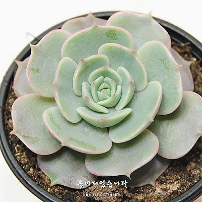 로라(Echeveria Lora)
