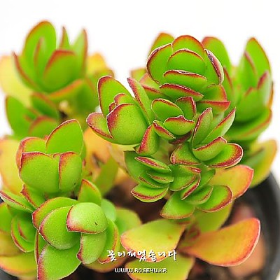 천구지묘(Crassula rubricaulis)