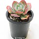 http://www.rose4u.kr/@/data/item/1205929834/thumb-1205929834_l1_80x80.jpg