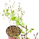 http://www.rose4u.kr/@/data/item/1209482520/thumb-1209482520_l1_80x80.jpg
