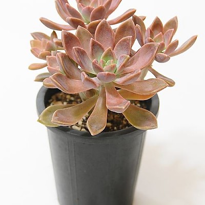 ☆할인☆버날렌스(Graptopetalum Bernalense)