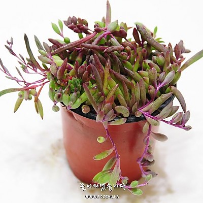 루비네크리스(Senecio sp. Ruby neckless)