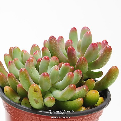 애심(愛心 Sedum pachyphyllum thin blue form)