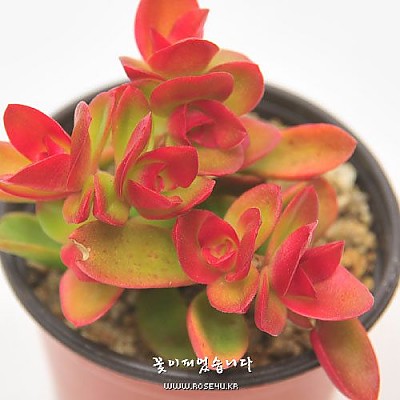불꽃(화제火祭 Crassula americana Flame)