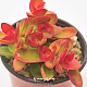 http://www.rose4u.kr/@/data/item/1241938317/thumb-1241938317_l1_80x80.jpg