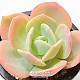 http://www.rose4u.kr/@/data/item/1245154391/thumb-1245154391_l1_80x80.jpg