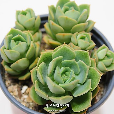 니크서나(Echeveria Nicksana)