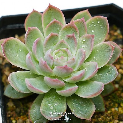 바이올렛퀸(Echeveria Violet Queen)