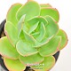 http://www.rose4u.kr/@/data/item/1261990492/thumb-1261990492_l1_80x80.jpg
