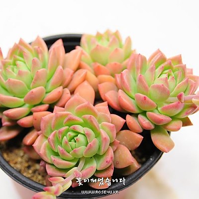 마커스(Sedeveria Markus)