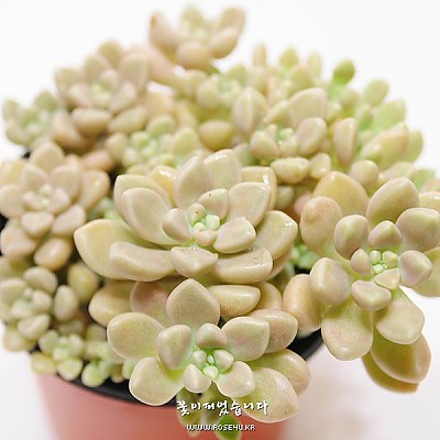 멘도사(Graptopetalum mendozae)