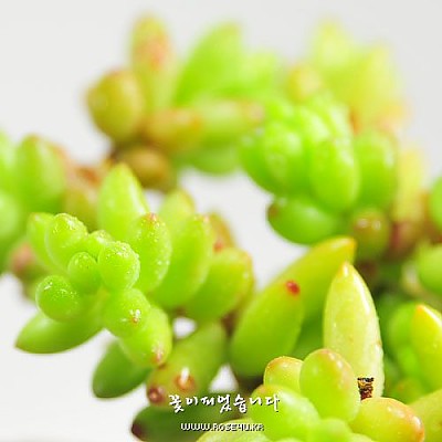 루벤스(Sedum Rubens)