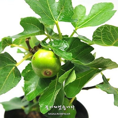무화과