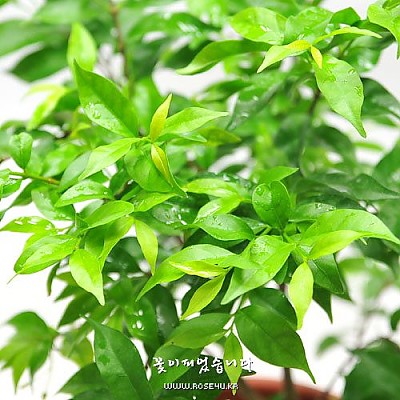 별쟈스민(듬직한그루)