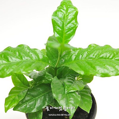 커피나무(Coffee Arabica)