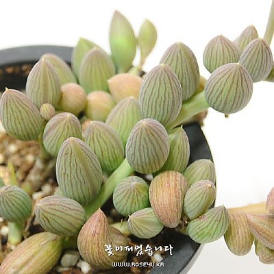 경동자(현월 弦月 - Senecio Herreauns)