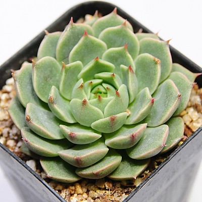 밴바디스(Echeveria ben badis)